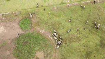 Aerial top down view group of buffaloes in green field grazing grass. video