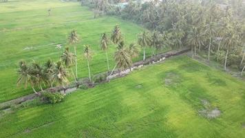 Antenne über dem grünen Reisfeld am Abend in Kuala Muda, Kedah. video