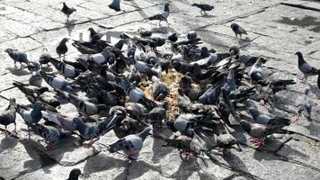 pigeon manger de la nourriture dans la rue video