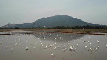 Flock of egrets fishing in wetland at Bukit Mertajam. video