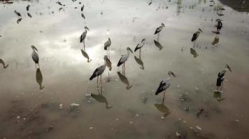 Aziatische openbill wandeling in overstroomd rijstveld. video