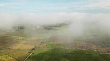 nuvem branca aérea se move sobre o arrozal. video