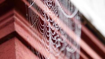 Spider's web with beads of moisture on it's threads video