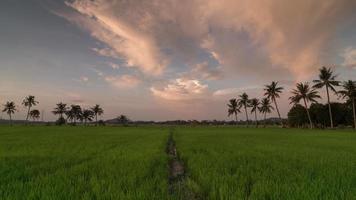 formation de nuages dorés timelapse avec chemin menant aux cocotiers video