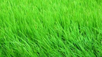 cerrar el viento que sopla en el campo de arroz verde. video