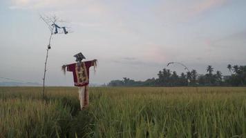 vogelverschrikker in traditionele stijl van Maleisië video