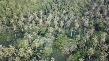 Flying towards coconut trees near Batu Kawan, Penang, Malaysia. video