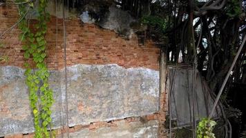 volar desde el antiguo edificio patrimonial abandonado con crecimiento de banyan video