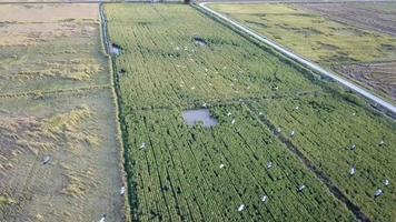 bandada de garcetas blancas vuelan en el campo de arroz en kubang semang, pulau pinang video