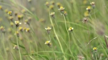 fleur sauvage jaune video