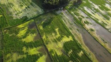 voar no campo de arroz rural video