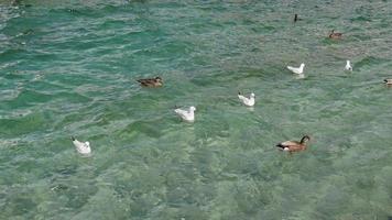 Schwarm Möwen und Stockenten schwimmen video