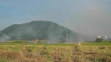 Open burning in the field paddy field video