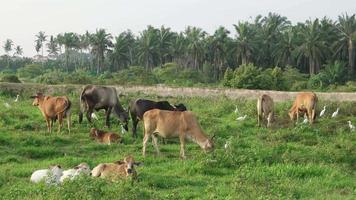 as vacas descansam e comem grama video