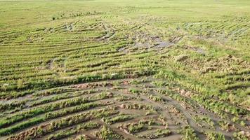 Aerial view group of goats in paddy field at Penang. video