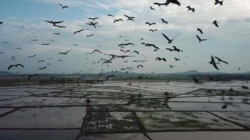 Aerial thousand of Asian openbill fly freely at sky Malaysia, Southeast Asia. video