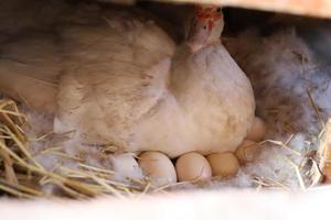 A white duck is laying eggs on hay nest photo