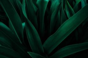 textura de hoja verde abstracta, fondo de naturaleza, hoja tropical foto