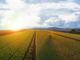 Aerial view of the green rice fields photo