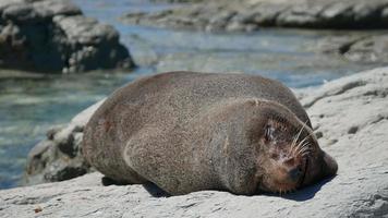 Fur seal sleep near the shoreline at Kaikoura Beach, South Island video