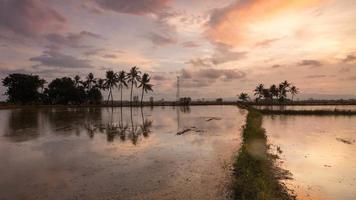 Timelapse row coconut trees in reflection during sunset hour video