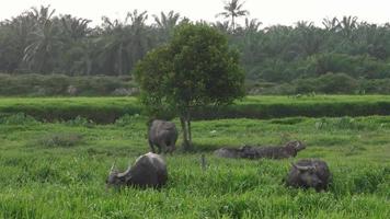 Buffalo extend the head to eat the leaves on the tree. video