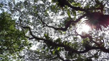 pulmão verde da planta com luz do sol. video