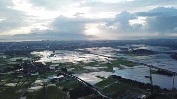 vista aérea de la agricultura en los campos de arroz por la noche en penang. video