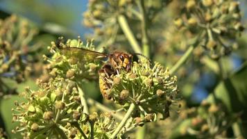 een Europese hoornaar wordt gezien die nectar zuigt van een hoofd van herfstachtige klimopbloemen. video