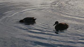 Mallard ducks swim in the lake video
