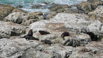Fur seal sleep at the rock at Kaikoura, South Island, New Zealand video
