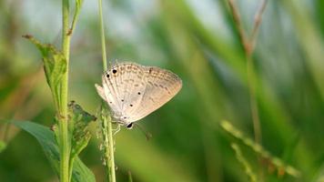 farfalla marrone in pianta verde in natura. video