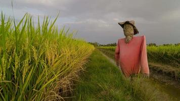 Timelapse cloudy day over scarecrow with hat video