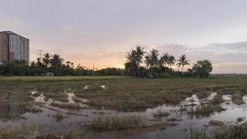 Timelapse panning shoot rice paddy field flooded with water video