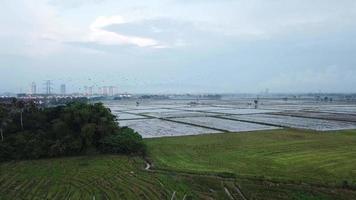 Aerial View with flock of Asian openbill stork birds at paddy field video