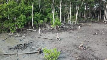 passeggiata delle scimmie nella palude di mangrovie torna a casa tra gli alberi di mangrovie. video