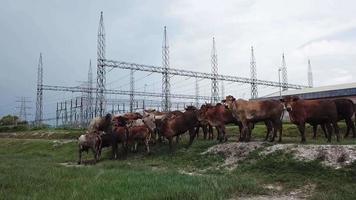 Move toward cows near electric station. video