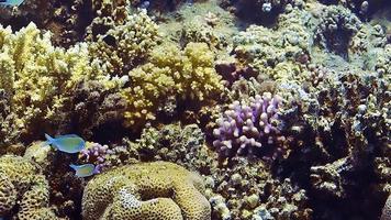 fotos subaquáticas enquanto mergulha em um recife colorido com muitos peixes