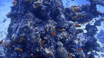 tiros subaquáticos enquanto mergulha em um recife colorido com muitos peixes. video
