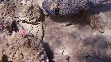 tomas submarinas mientras bucea en un colorido arrecife con muchos peces video