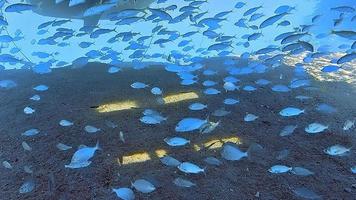 riprese subacquee durante le immersioni su una colorata barriera corallina con molti pesci. video