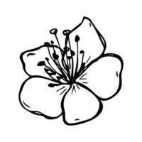 Vector cherry flower clipart. Hand drawn blossom illustration