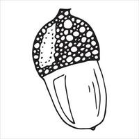 Vector hand drawn acorn illustration. Autumn botany sketch