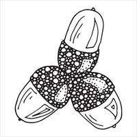 Vector hand drawn acorn illustration. Autumn botany sketch