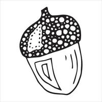 Vector hand drawn acorn illustration. Autumn botany sketch