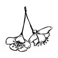 Vector cherry flower clipart. Hand drawn blossom illustration