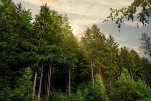 un idílico bosque de agujas al atardecer foto