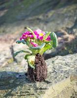 Clod of earth with flowering primula plant photo
