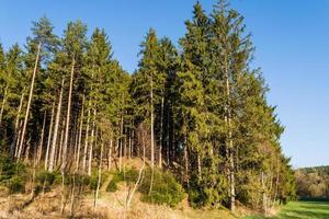 Coniferous forest in spring photo