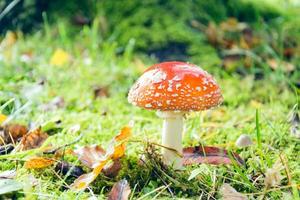 toadstool in autumn photo